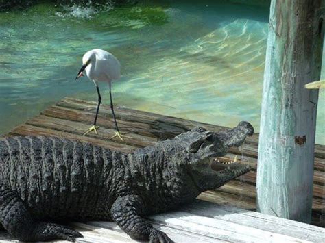 Alligator & Bird | Gatorland orlando, Bird, Animals