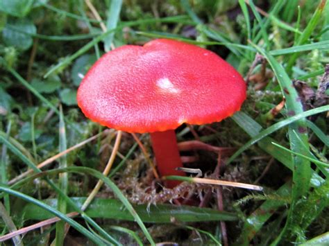 Scarlet Waxcap