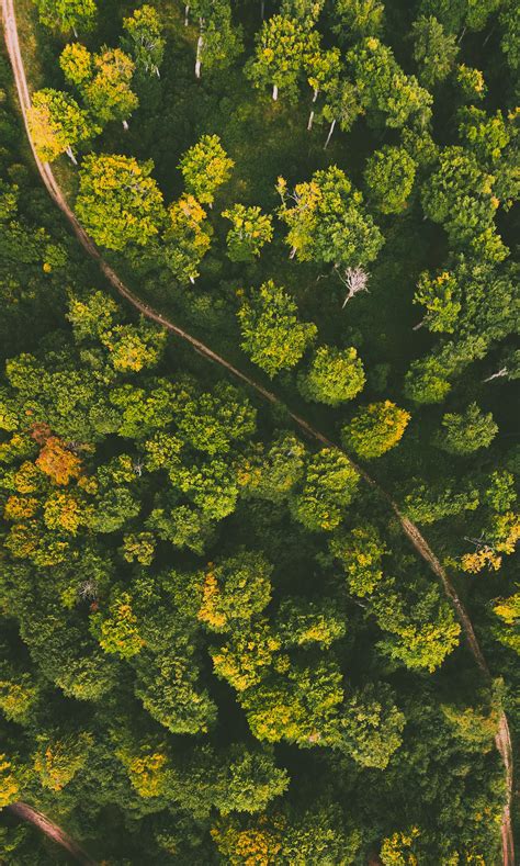 A Top View of a Road Between the Forest · Free Stock Photo