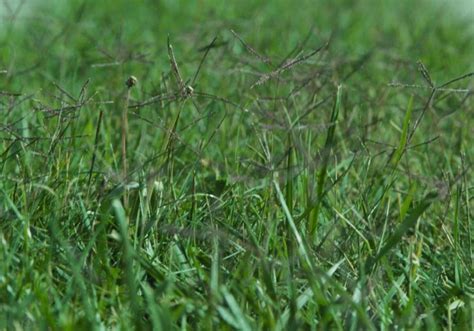 [Reviews] Finding the Best Bermuda Grass Seed | Sproutabl