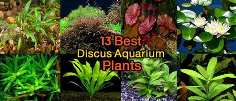 13 Best Discus Aquarium Plants – Discus Aquascape Plants List – Discus ...