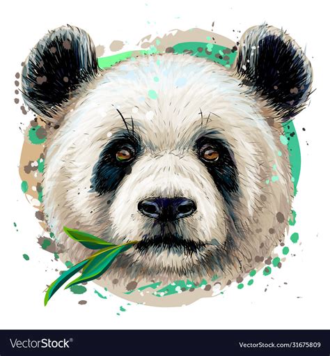 Panda graphic color hand-drawn portrait Royalty Free Vector