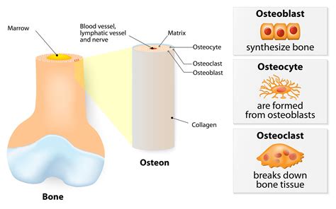 2a3 Bone Structure – HumanBio