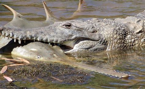 Freshwater crocs have taste for sawfish | The West Australian