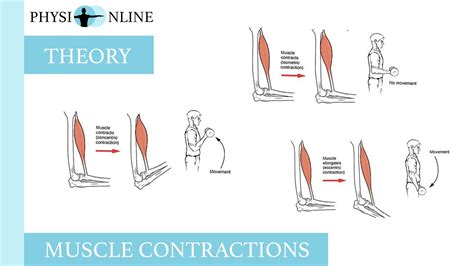 Muscle contractions (concentric, eccentric and isometric) - YouTube