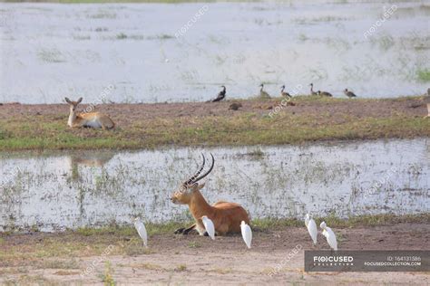 African Impala in their natural habitat — lake, wildlife - Stock Photo ...