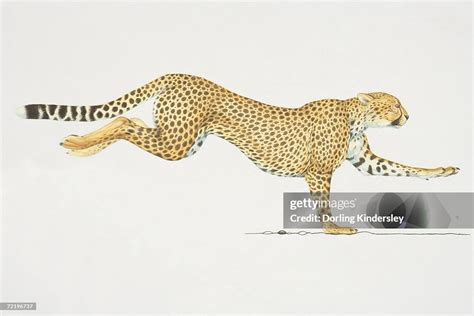 Cheetah Running Side View High-Res Vector Graphic - Getty Images