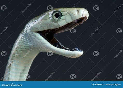 Black Mamba, Dendroaspis Polylepis, Is A Great Dangerous Poisonous Snake Royalty-Free Stock ...