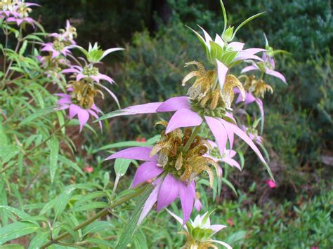 Monarda punctata (Dotted Beebalm, Horsemint, Spotted Beebalm, Spotted Horsemint) | North ...