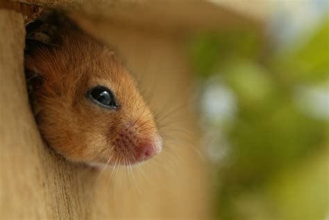 Dormouse