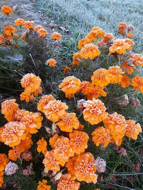 Some Marigold pics from around the yard the past few years. #gardening #garden #DIY #home # ...