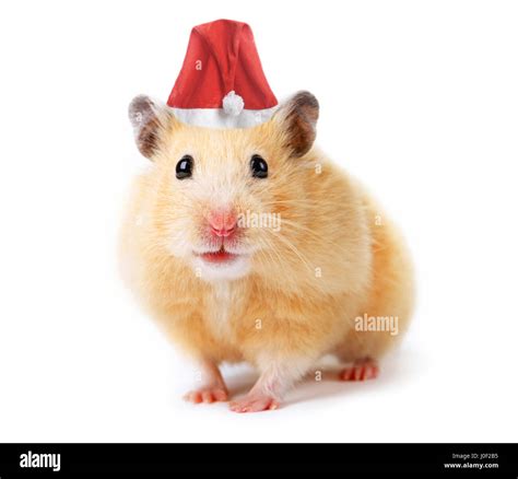 Christmas hamster isolated on white Stock Photo - Alamy