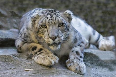 Three snow leopards die of Covid-19 complications at Nebraska zoo, Latest World News - The New Paper