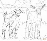 Baby Goats coloring page  Free Printable Coloring Pages sketch template