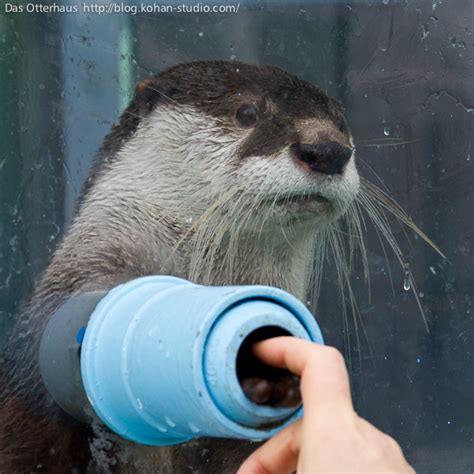 Otter and Hoomin Touch Paws — The Daily Otter