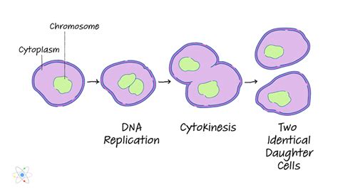 Definition Of Prokaryotic Binary Fission - DFINITUS