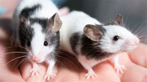 10 Common Rat Behaviors — Pet Central by Chewy