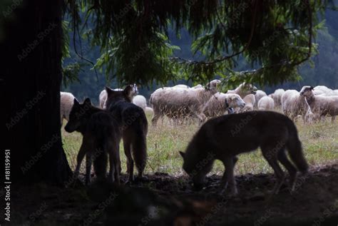 Wolf pack hunting sheep Stock Photo | Adobe Stock