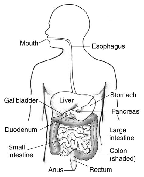 Digestion Drawing at GetDrawings | Free download