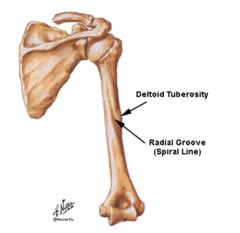 Anatomy Unit 8 - The Arm Flashcards | Quizlet