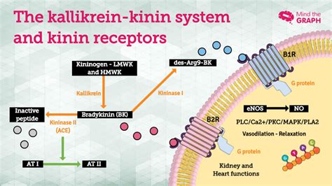 Cell signaling pathways step-by-step