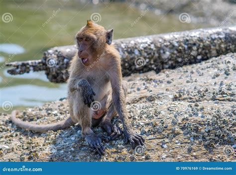 Wild Monkey Hua Hin Beach Thailand. Stock Image - Image of busy, jack ...