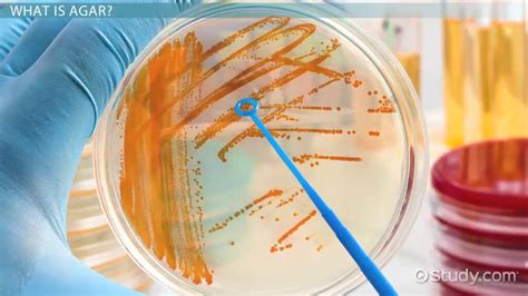 Agar | Definition, Types & Uses - Lesson | Study.com