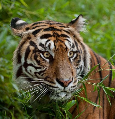 Sumatran Tiger - Discover Akron Zoo's Tiger Valley