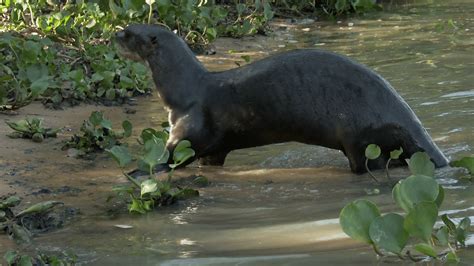 Giant Otters: Characteristics,habitats, behavior and more.