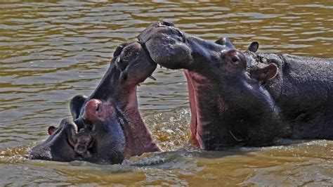 Why Do Hippos Have Large Teeth? - Worldwide Nature