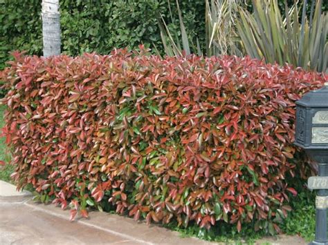 Red-Tip-Photinia | For our Casa! | Pinterest | Hedges, Shrubs and Landscapes