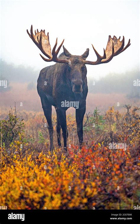 Giant moose hi-res stock photography and images - Alamy