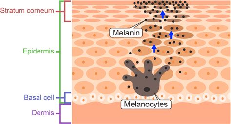 Pigment - Detailed Explanation - Dr Nathan Holt