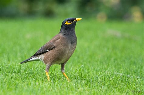 Más de 100 imágenes gratis de Mynah Bird y Pájaro - Pixabay