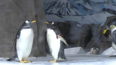 Kansas City Zoo Penguins Exhibit - YouTube