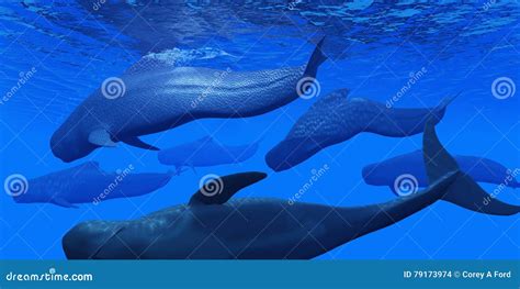 Pilot Whale Pod stock photo. Image of predator, cetacean - 79173974