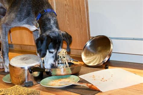 Bland Diet for Dogs: What, How, and When - Dr. Buzby's ToeGrips for Dogs