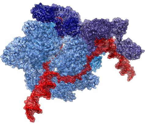 Cryo-EM structure of the replisome - Kulczyk Laboratory