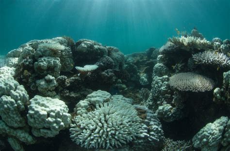 Bleaching on Australia’s Great Barrier Reef