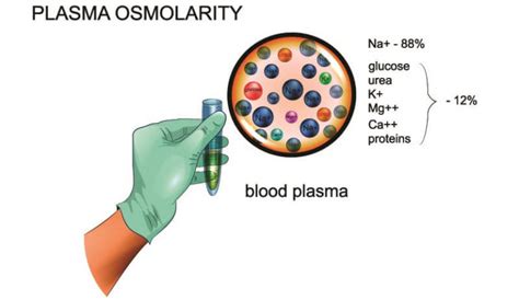 Osmolarity - The Definitive Guide | Biology Dictionary