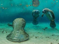 structural adaptations - The giant manatee