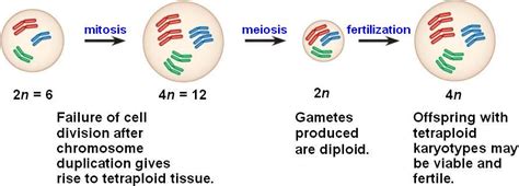 autopolyploidy.html 24_10SymAutopolyploidy_3-L.jpg