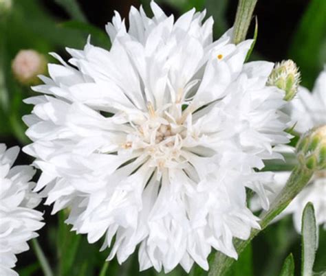 Cornflower White Tall Centaurea Cyanus Seeds