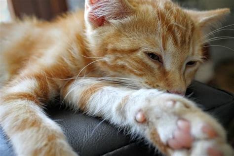 Study Reveals The Long-Term Side Effects Of Declawing Cats