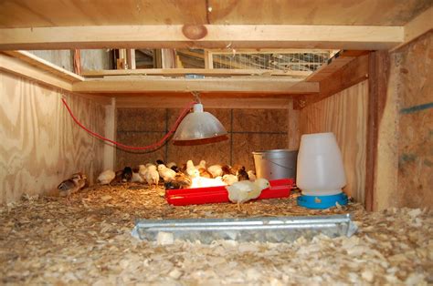 Free access Plans for a chicken brooder | Small hobby