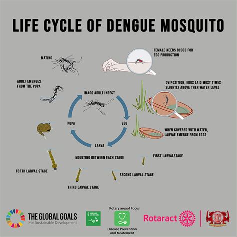 Dengue Mosquito Life Cycle