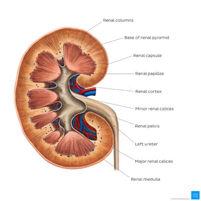 Renal Function Test (RFT) - Physiopedia