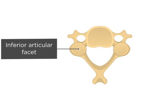 Cervical vertebrae: anatomy and labeled diagram | GetBodySmart