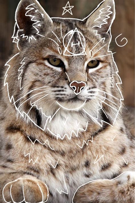 Lynx therian pfp/wallpaper! | Animales, Lince, Foto de perfil