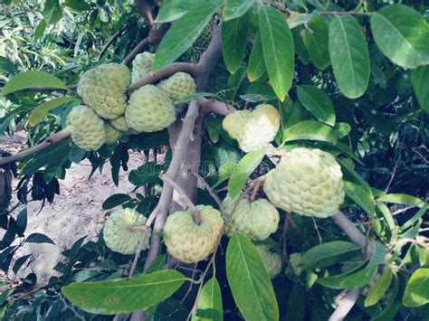 Many Annona Cherimoya Fruits Stock Photo - Image of varieties, tree: 199730200